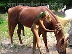 Slut play with horse