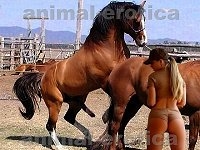 Stallion in passion