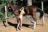 Nude slut suck horse cock
