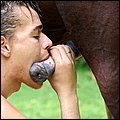 Gay sucks a horse cock