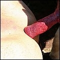 Dog fuck gay by anal sex