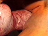 Closeups of dogcock cunt
