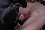 Dog cock forced in pussy