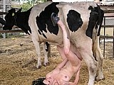 Slut inserts cow udder