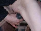 Girl fucking with horse
