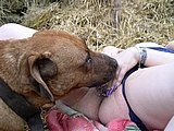 Pet dog licking a pussy
