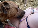 Big dog licking wet pussy