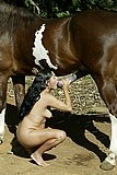 Bitch sucks stallion cock