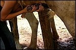 Girl sucking a horse cock