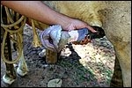 Cute girl suck horse dick